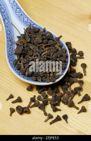 Fiori di cannella (Cinnamomum cassiae) (Cinnamomum aromaticum) cannella, chiodi di cannella, germoglio di cassia, cannella cinese Foto Stock