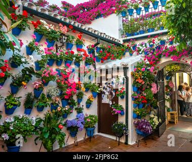 Molti gerani rossi in vasi di fiori blu sulla parete della casa, cortile interno decorato, Fiesta de los Patios, Cordoba, Andalusia, Spagna Foto Stock