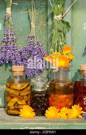 Oli di erbe con calendula, comfrey, lavanda, erba di San Giovanni, olio di erbe Foto Stock