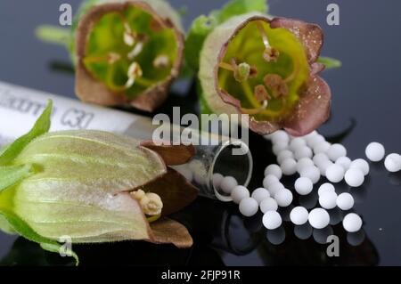 Globuli Belladonna (Atropa belladonna) Foto Stock