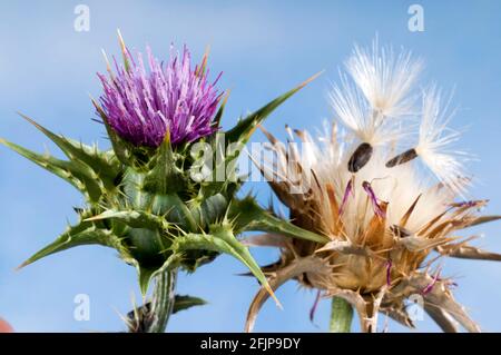 Carduus marianus (Silybum marianum), semi volanti (Carduus marianus) Foto Stock