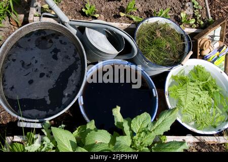 Erboristeria con felce verme, ortica pungente e orsettaia da campo (Equisetum arvense) (Dryopteris filix-mas) (Urtica dioica), orsettaia da campo Foto Stock