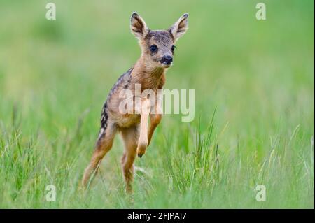 Capriolo europeo (Capreolus capreolus), cucito Foto Stock