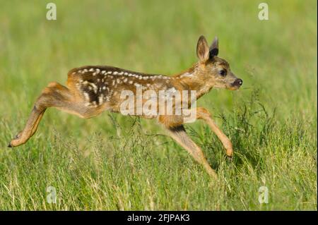 European roe defawn (Capreolus capreolus), laterale Foto Stock