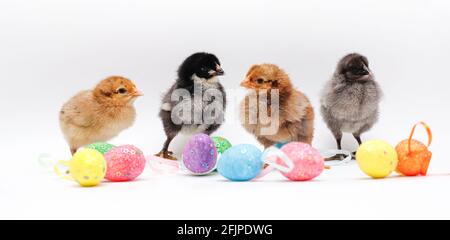 Polli neonati e uova colorate di Pasqua. Quattro polli di colori diversi Foto Stock