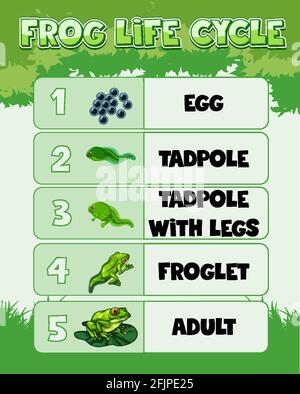 Diagramma che mostra il ciclo di vita dell'illustrazione di Frog Illustrazione Vettoriale