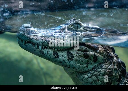 Avvicinati a un caiman ampio e serpente (Caiman latirostris - rettile coccodrillo trovato nell'America orientale e centrale del Sud) in una finestra di vetro. Foto Stock