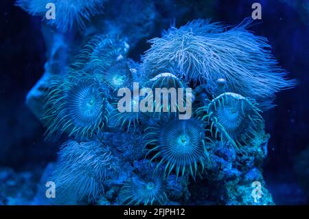 Una barriera corallina di anemoni marini (animali predatori dell'Ordine Actiniaria), parte della decorazione subacquea di uno dei serbatoi d'acqua marina. Foto Stock