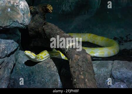 Un pitone birmano albino (Python mollurus bivittatus - una delle più grandi specie di serpenti) all'interno del suo recinto animale nell'acquario di San Paolo. Foto Stock
