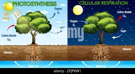 Diagramma che mostra il processo di fotosintesi e l'illustrazione della respirazione cellulare Illustrazione Vettoriale