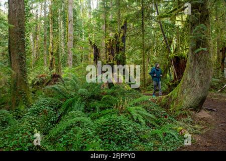 Escursioni sull'isola di Vancouver nella foresta lussureggiante di British Columbia vicino a Ladysmith con molti sentieri Foto Stock