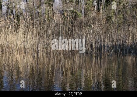 Canne sull'acqua nella zona di Saint Naum nel lago di Ohrid, Macedonia. Foto Stock