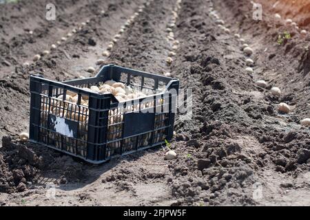 Scatola di plastica nera con patate germogliate per piantare nel giardino. Preparazione per piantare patate nel terreno. Preparazione primaverile per il gard Foto Stock