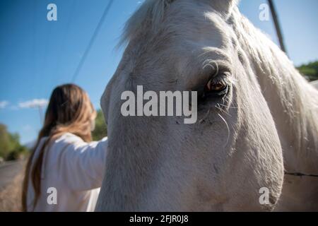 Questi cavalli godono di mangiare mele da una donna in Bishop, Inyo County, CA, Stati Uniti. Foto Stock