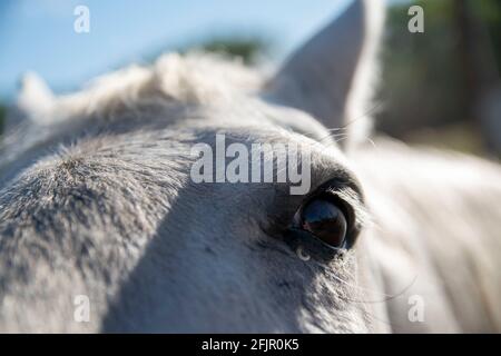 Questi cavalli godono di mangiare mele da una donna in Bishop, Inyo County, CA, Stati Uniti. Foto Stock