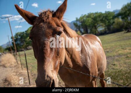 Questi cavalli godono di mangiare mele da una donna in Bishop, Inyo County, CA, Stati Uniti. Foto Stock