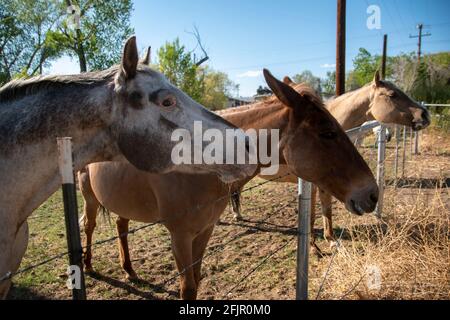 Questi cavalli godono di mangiare mele da una donna in Bishop, Inyo County, CA, Stati Uniti. Foto Stock