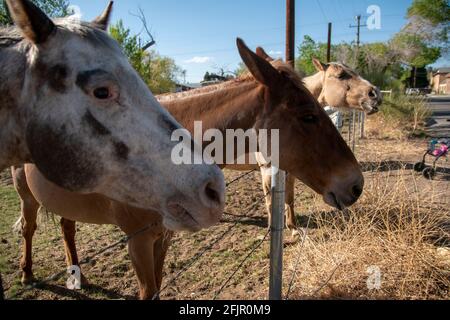 Questi cavalli godono di mangiare mele da una donna in Bishop, Inyo County, CA, Stati Uniti. Foto Stock