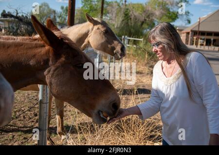 Questi cavalli godono di mangiare mele da una donna in Bishop, Inyo County, CA, Stati Uniti. Foto Stock