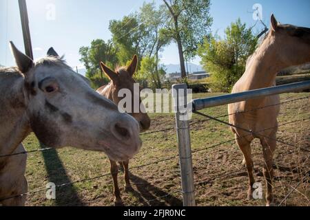 Questi cavalli godono di mangiare mele da una donna in Bishop, Inyo County, CA, Stati Uniti. Foto Stock