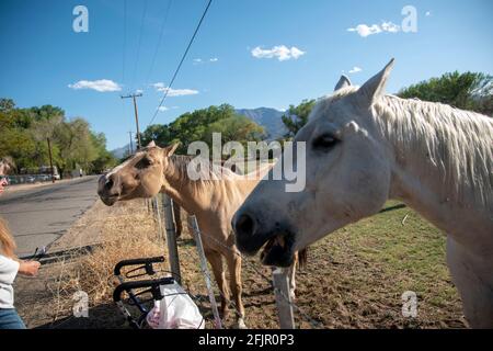 Questi cavalli godono di mangiare mele da una donna in Bishop, Inyo County, CA, Stati Uniti. Foto Stock