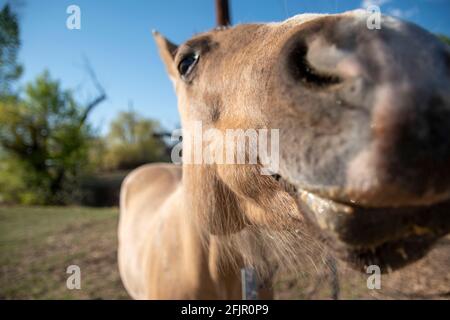 Questi cavalli godono di mangiare mele da una donna in Bishop, Inyo County, CA, Stati Uniti. Foto Stock