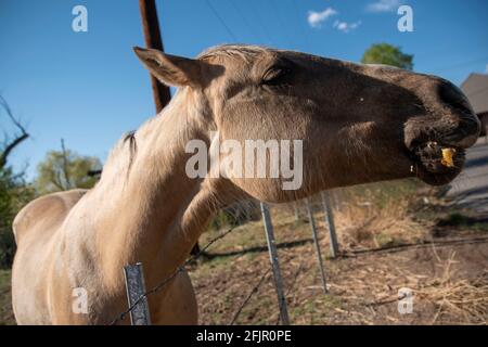 Questi cavalli godono di mangiare mele da una donna in Bishop, Inyo County, CA, Stati Uniti. Foto Stock