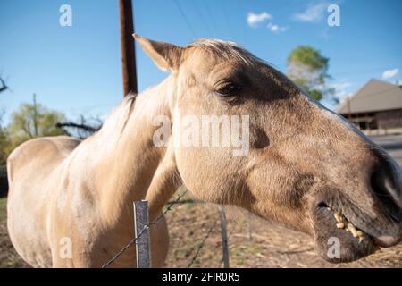 Questi cavalli godono di mangiare mele da una donna in Bishop, Inyo County, CA, Stati Uniti. Foto Stock