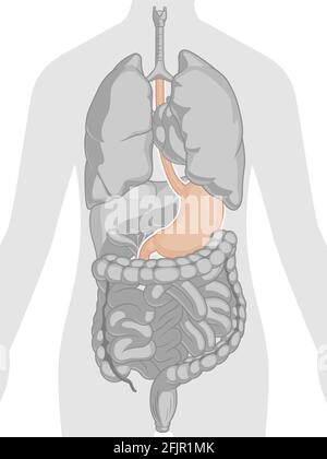 Anatomia dello stomaco dell'organo interno umano parte del corpo disegno vettoriale del cartoon Illustrazione Vettoriale
