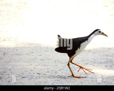 Foto in primo piano di un uccello di Waterhen bianco all'aperto Foto Stock