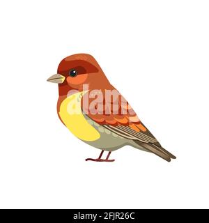 Il finch della casa è un uccello della famiglia fringillidae. Cartoon piatto bellissimo carattere di ornitologia, illustrazione vettoriale isolato su bianco Illustrazione Vettoriale
