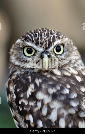 Italia, Lomnbardy, Little Owl, Athene Noctua Foto Stock