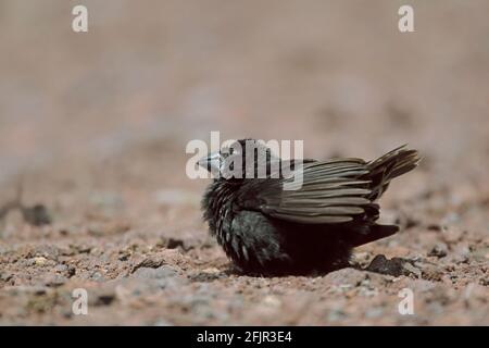 Grande terreno Finch Geospiza magnirostris uno dei Darwin's Finches Santa Isola di Cruz Galapagos BI004814 Foto Stock