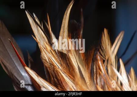 Piuma di pollo colorata, messa a fuoco selezionata, sfondo naturale Foto Stock