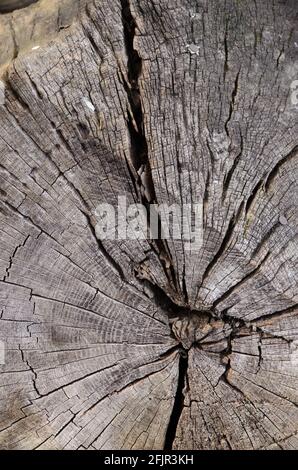 Sfondo naturale in legno con sezione trasversale di un vecchio albero e anelli di età della crescita, primo piano vista frontale Foto Stock