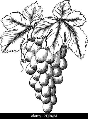 Mazzo di uve su vite e foglie d'uva Illustrazione Vettoriale