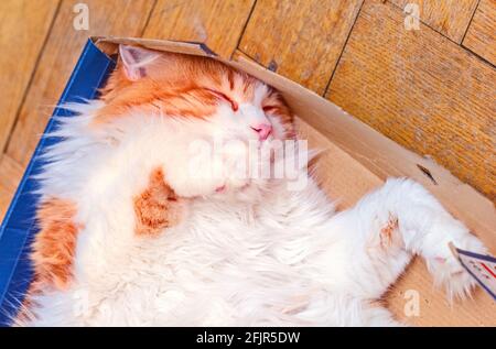 Il gatto rosso adulto dorme nella scatola sul pavimento di parquet domestico Foto Stock