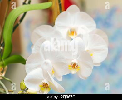 Fiori affascinanti di orchidea bianca fiorente su sfondo azzurro Foto Stock