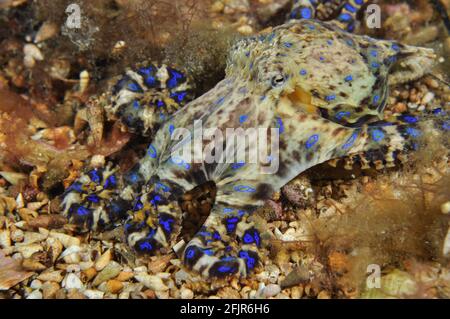 Octopus blu meridionale ad anello. Foto Stock