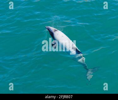 Ettari, Dolphin Dolphin minacciate, Nuova Zelanda. Cetacei endemico della Nuova Zelanda Foto Stock
