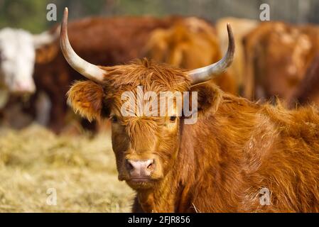 Bestiame rosso, giacente sul fieno al campo di primavera. Vacca di razza rossa per carne e latte. Agricoltura, concetto di pascolo libero, campo autunnale Foto Stock