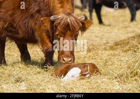 Bestiame rosso, giacente sul fieno al campo di primavera. Vacca di razza rossa per carne e latte. Agricoltura, concetto di pascolo libero, campo autunnale Foto Stock