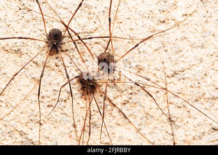 Famiglia di ragno Harvestman, Hadrobunus grandis, Bandhavgarh, Madhya Pradesh, India Foto Stock