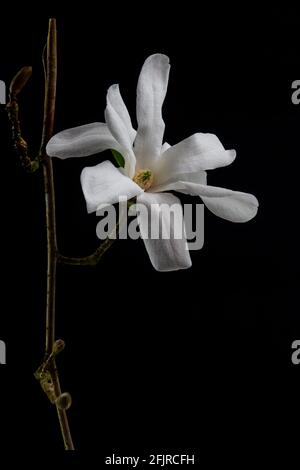 Primo piano di un fiore bianco di una magnolia Kobushi isolata su sfondo nero, chiamata anche Magnolia kobus Foto Stock