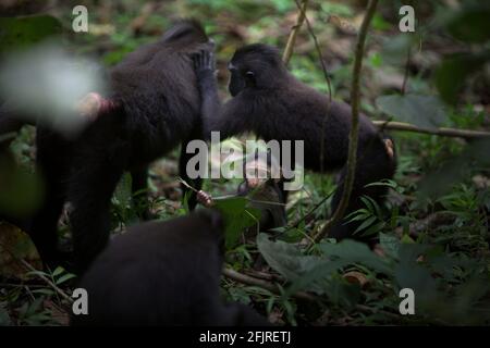 Celebes Crested macaque (Macaca nigra) persone adulte che si prendono cura di un bambino durante l'attività sociale nella foresta di Tangkoko, Sulawesi settentrionale, Indonesia. Foto Stock