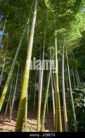 Bamboo Grove composto da tredici specie di origine giapponese e cinese presso l'ex castello di Edo giardini orientali. Giardino del Palazzo Imperiale. Tokyo. Giappone Foto Stock