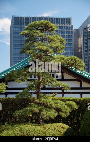 Gli edifici antichi e moderni con i pittoreschi pini coltivati in primo piano, visti dal territorio del Palazzo Imperiale di Tokyo. Giappone Foto Stock