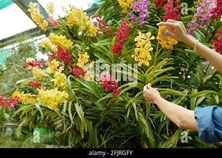 Mani di lavoratrice di serra femmina che misura la lunghezza del gambo di bello fiore tropicale in fiore Foto Stock