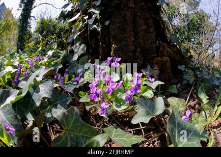 Alcune violette in giardino in primavera Foto Stock