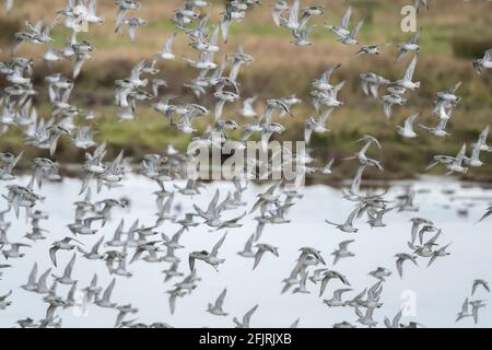 Flock of Red Knot in volo Foto Stock